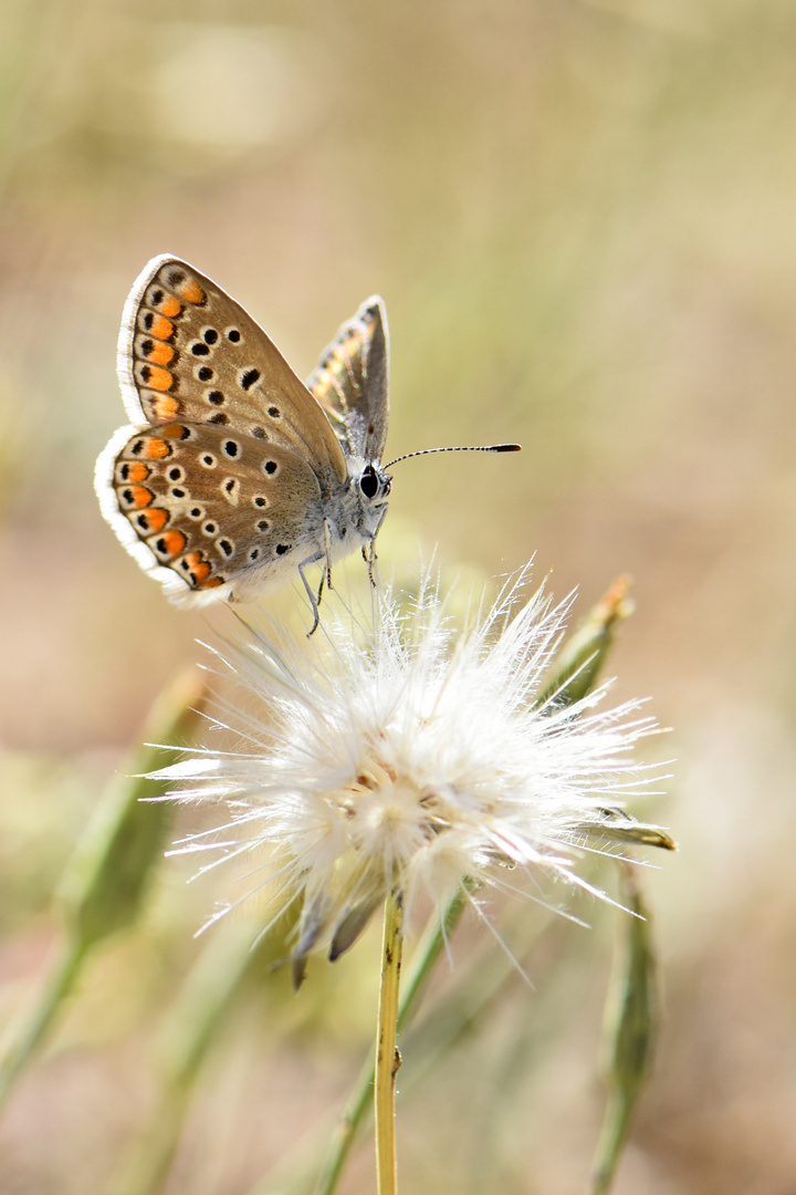 Polyommatus icarus.