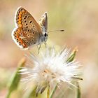 Polyommatus icarus.