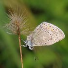 Polyommatus icarus