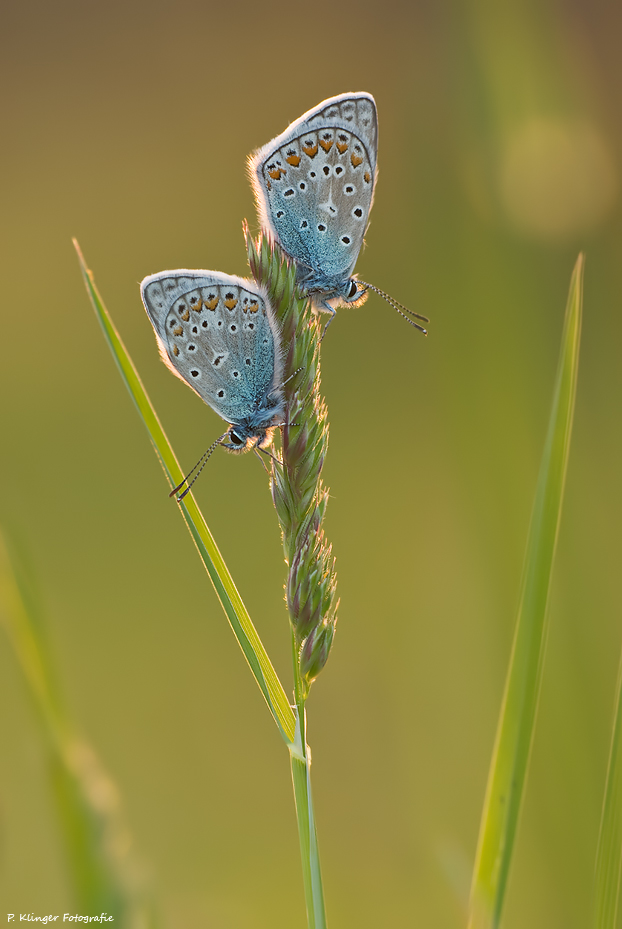 Polyommatus icarus