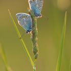 Polyommatus icarus