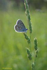 Polyommatus icarus