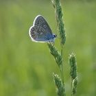 Polyommatus icarus