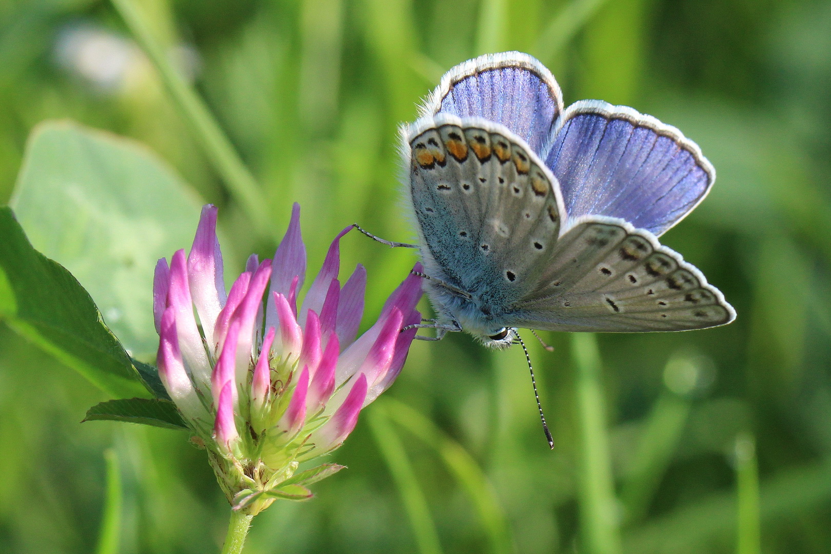 Polyommatus icarus