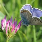 Polyommatus icarus