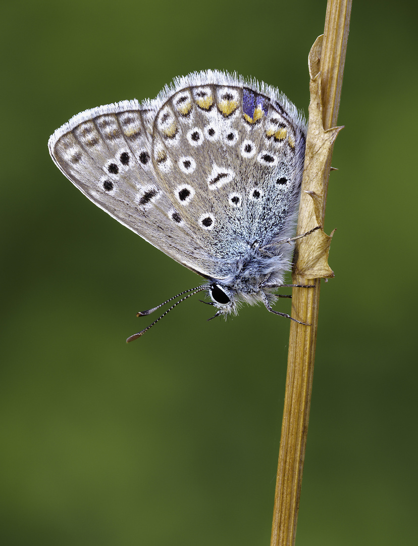 Polyommatus icarus