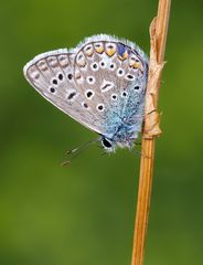 Polyommatus icarus