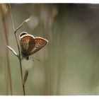 Polyommatus icarus