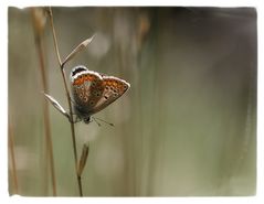 Polyommatus icarus