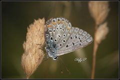 Polyommatus icarus (?)