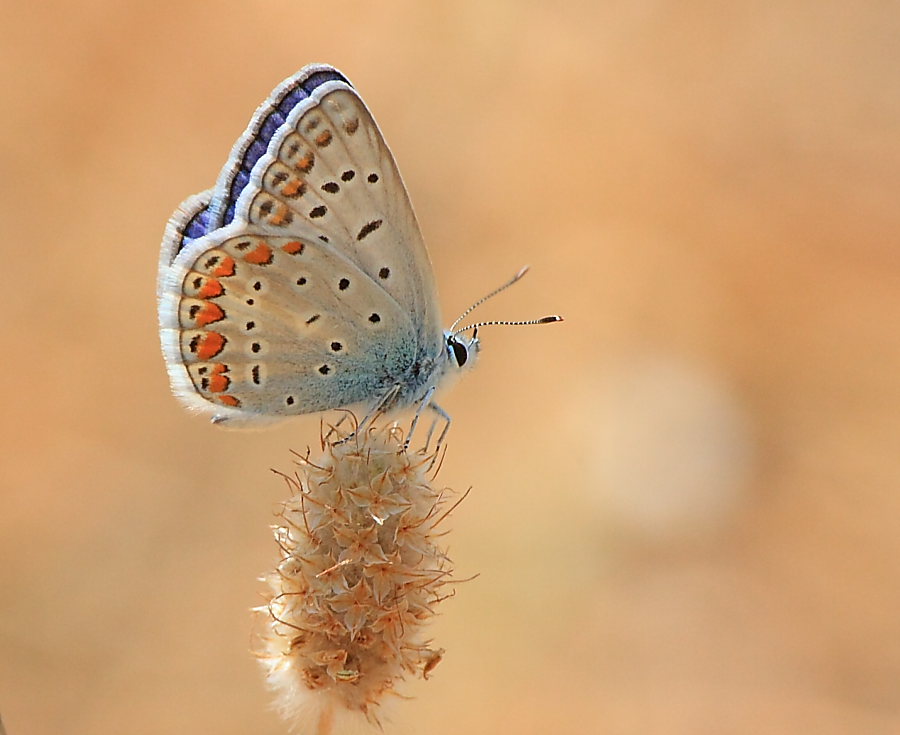 Polyommatus icarus