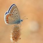 Polyommatus icarus