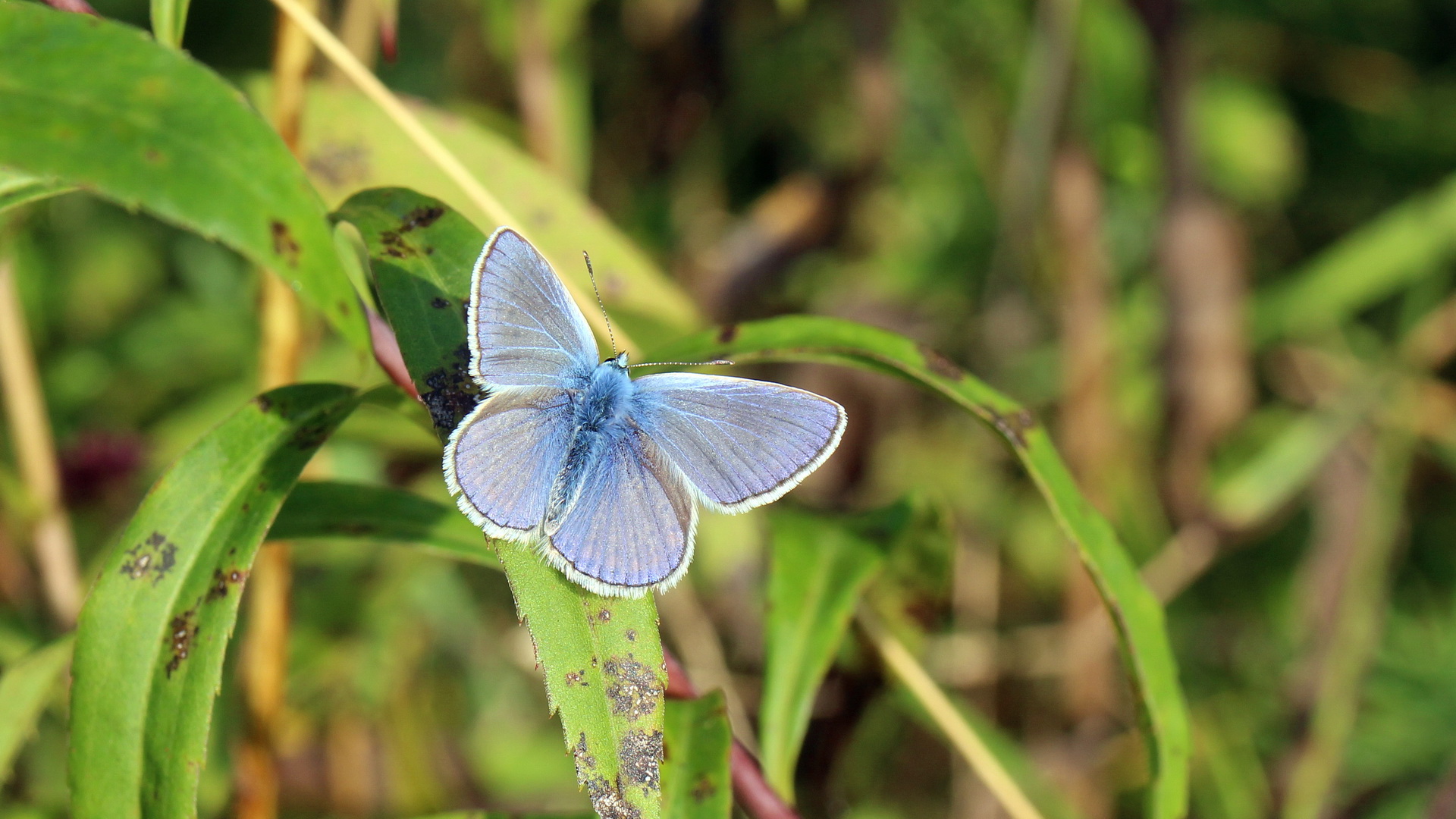 Polyommatus icarus