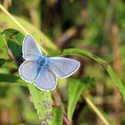 Polyommatus icarus