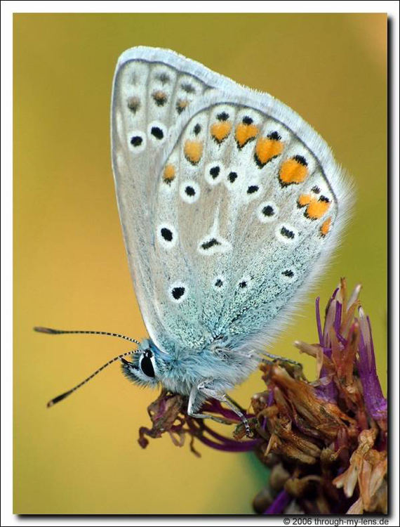 Polyommatus icarus