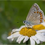 Polyommatus icarus