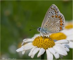 Polyommatus icarus