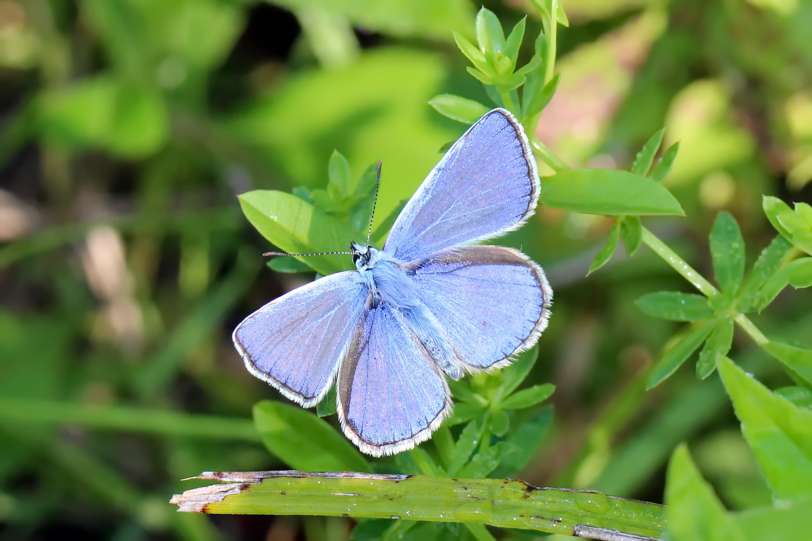 Polyommatus icarus