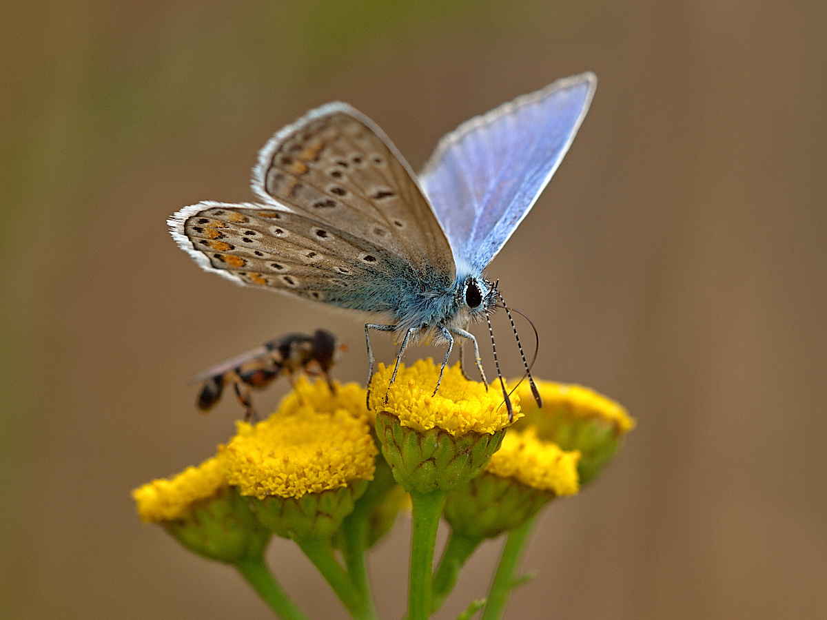 Polyommatus icarus