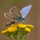 Polyommatus icarus