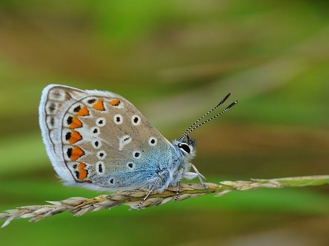 Polyommatus icarus