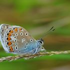 Polyommatus icarus