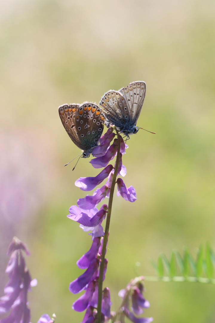 Polyommatus icarus 