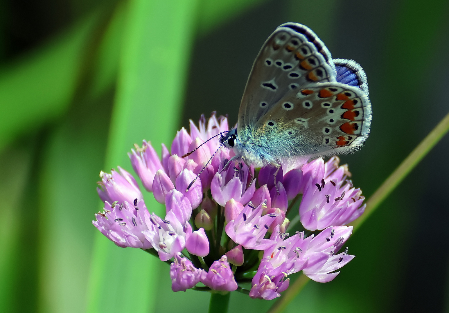 Polyommatus icarus (?) & Allium unifolium