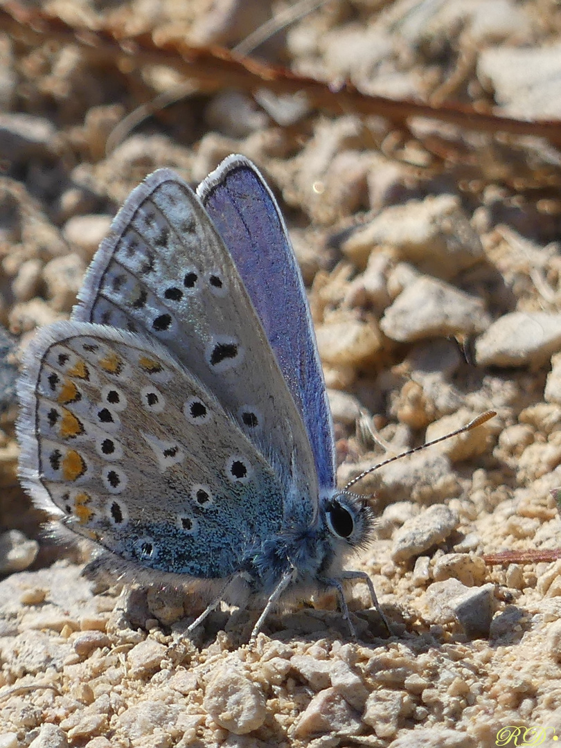 Polyommatus Icarus  auf Steinchen