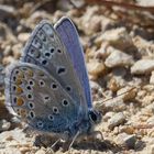 Polyommatus Icarus  auf Steinchen