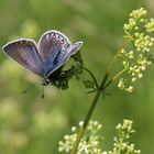 Polyommatus icarus