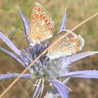 polyommatus icarus