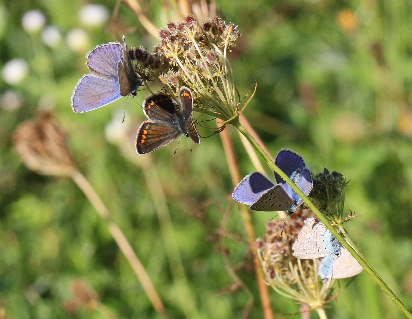 Polyommatus icarus