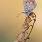 Polyommatus icarus