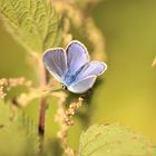 polyommatus icarus