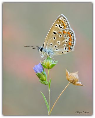 Polyommatus icarus