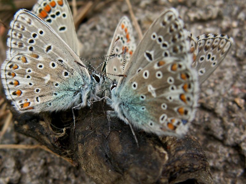 Polyommatus icarus