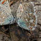 Polyommatus icarus