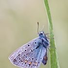 Polyommatus icarus