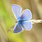 Polyommatus icarus