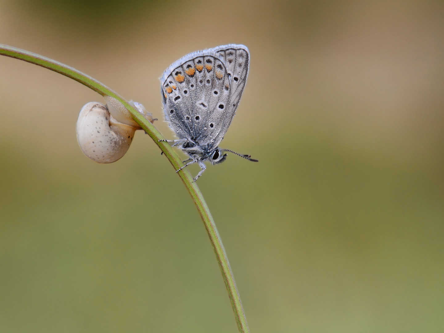 Polyommatus icarus » Common Blue