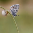 Polyommatus icarus » Common Blue
