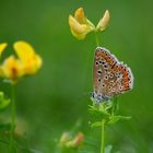 Polyommatus icarus