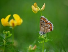 Polyommatus icarus