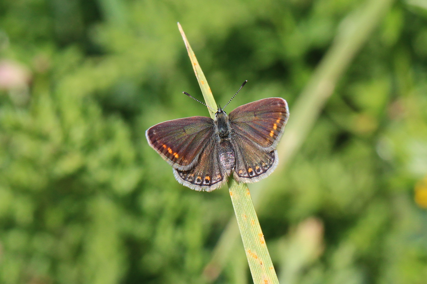 Polyommatus icarus