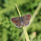 Polyommatus icarus