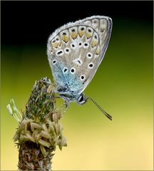 Polyommatus icarus