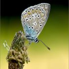 Polyommatus icarus