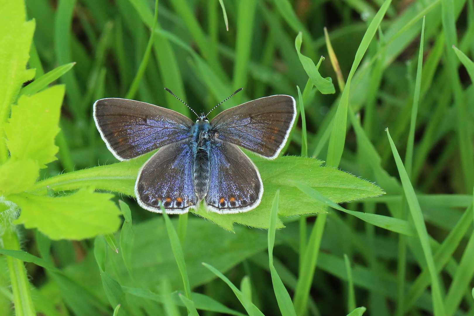 Polyommatus icarus