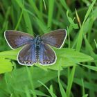 Polyommatus icarus